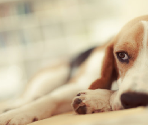 Brucella Canis -antilichaam (B. Canis AB) Testkit: snelle velddiagnose voor brucellose in vee