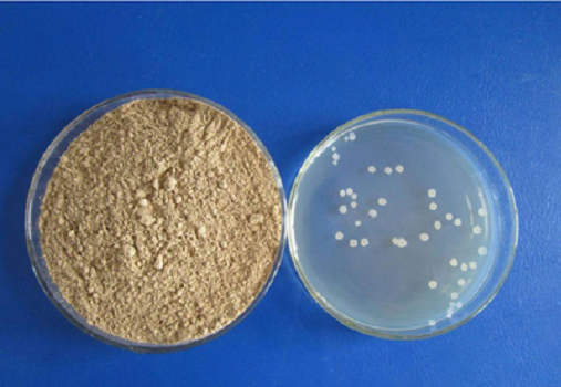 LB Medium (Lennox) Granule door Babio: hoogwaardige cultuurmedia voor E. coli-onderzoek