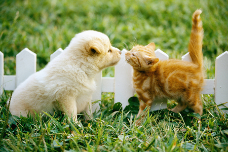 Lanceert betrouwbare Toxoplasma gondii antigeen (TOXO AG) testkit voor gezondheidsgezondheid