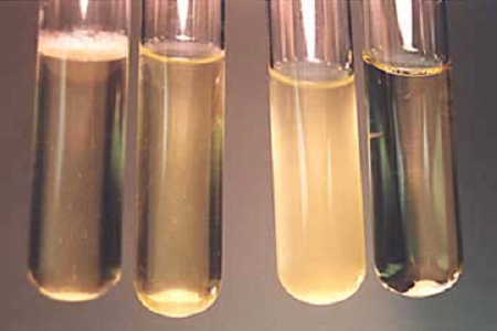 Babio lanceert hoogwaardige hersenhartinfusiebouillon voor wereldwijde microbiologische laboratoria