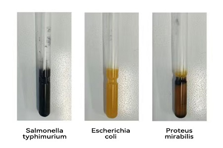 BABIO lanceert hoogwaardig transportmedium (SS-type) voor betrouwbare wereldwijde overdracht van microbiële monsters