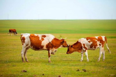 BABIO introduceert zeer gevoelige sneltestkit voor zwangerschap bij rundvee voor de moderne veehouderij