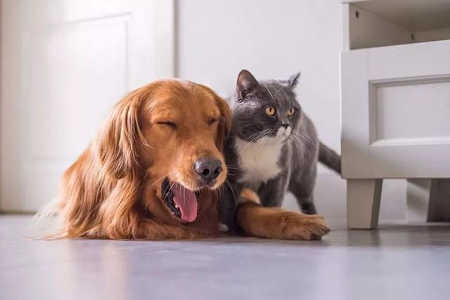 BABIO breidt portfolio voor snelle veterinaire tests uit voor de wereldwijde huisdiergezondheidszorg