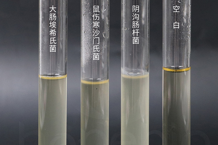 Babio Biotechnology lanceert hoogwaardige hersenhartinfusiebouillon voor betrouwbare microbiële kweek