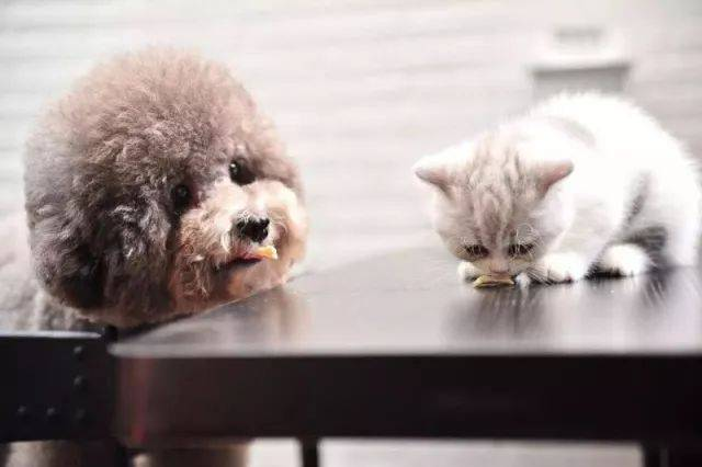 Snelle FPV Ag-testkit voor detectie van pestilentiële virussen bij katten