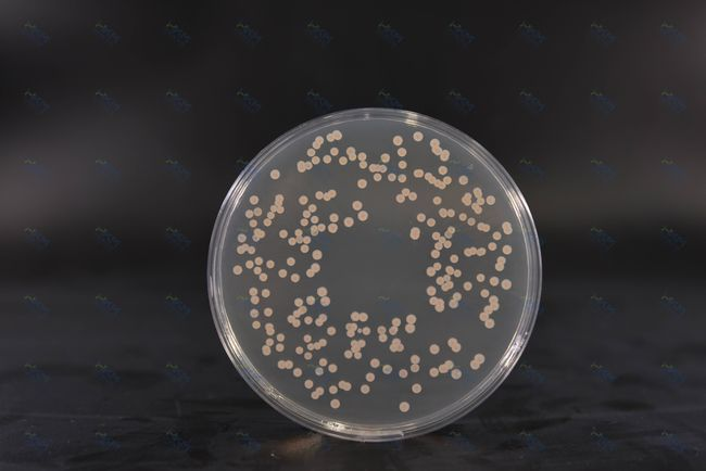 BABIO SDA-kweekmedium ondersteunt betrouwbare schimmelteelt en microbiologische testen